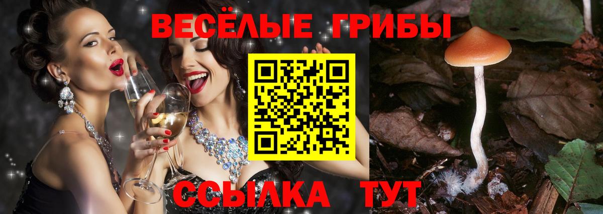 Галлюциногенные грибы Psilocybine cubensis Лабытнанги